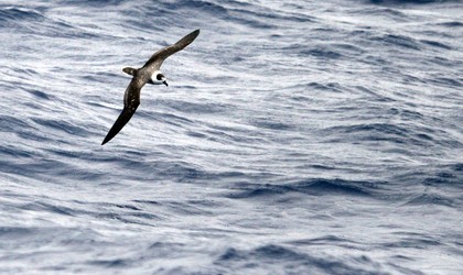 White-Napped Petrel - Birders Rest White-Napped Petrel